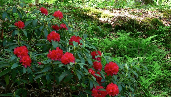 Bois des Moutiers (251) Mai 2012